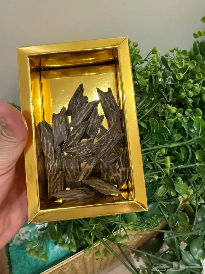 عود كمبودي تايقر   بالجمش 3