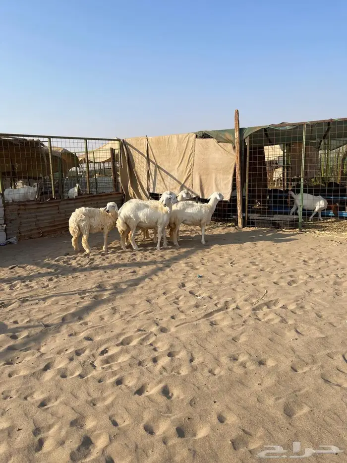 تم البيع رخال مقاني طيبات 6