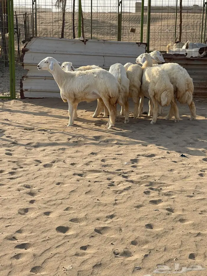 تم البيع رخال مقاني طيبات 7