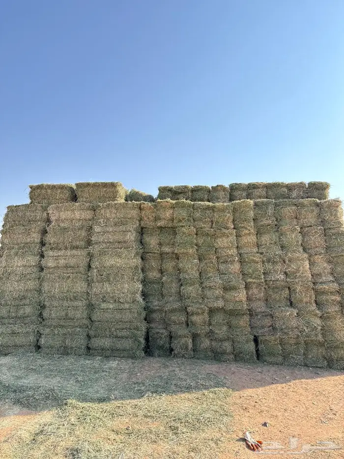 بارسيم صافي الجوف 0