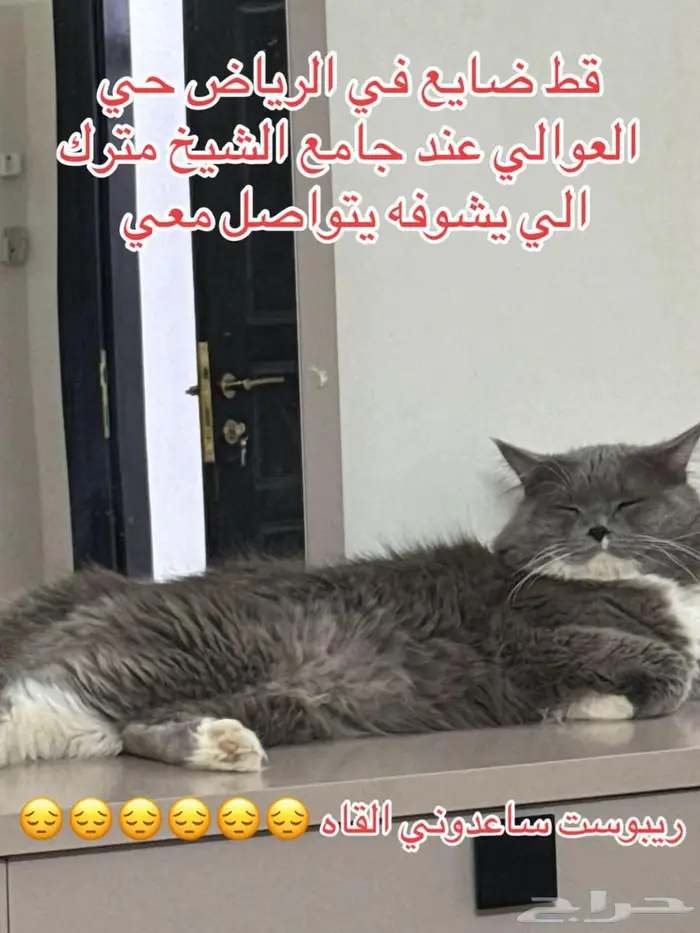 قط مفقود حي العوالي 0