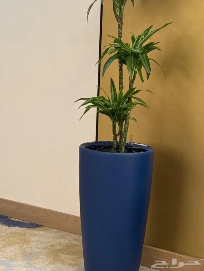 شجرة زينة للبيع 2