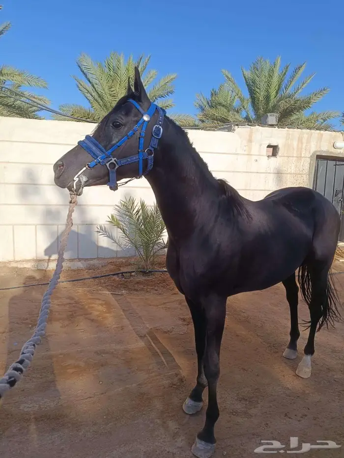 للبيع فحل أدهم شعبي 3