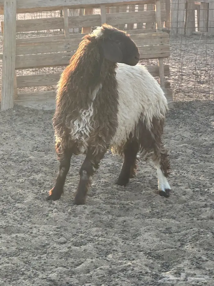 رخلة نعيمي للبيع 1