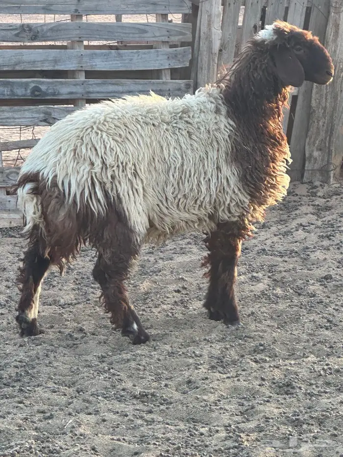 رخلة نعيمي للبيع 0