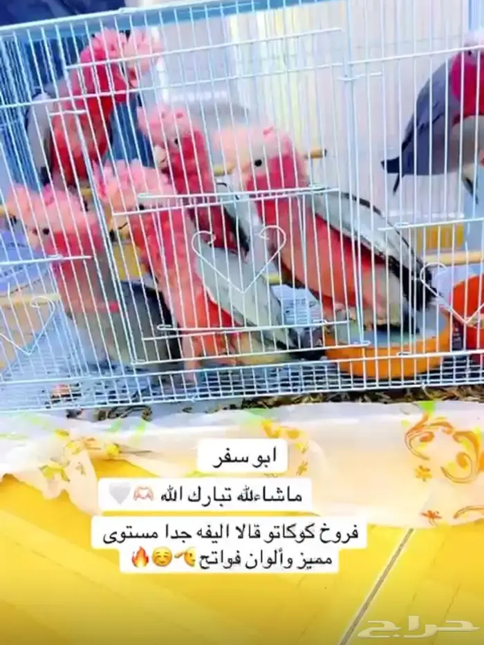 فروخ كوكاتو قالا مستوى مميز ألوان فواتح تم البيع 0