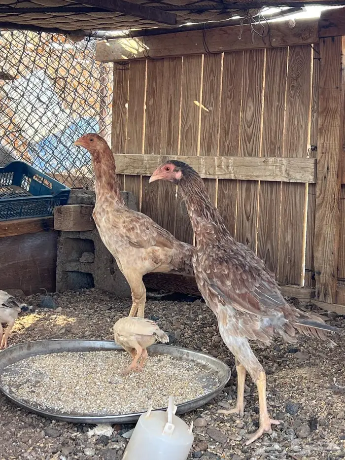 دجاج للبيع 1