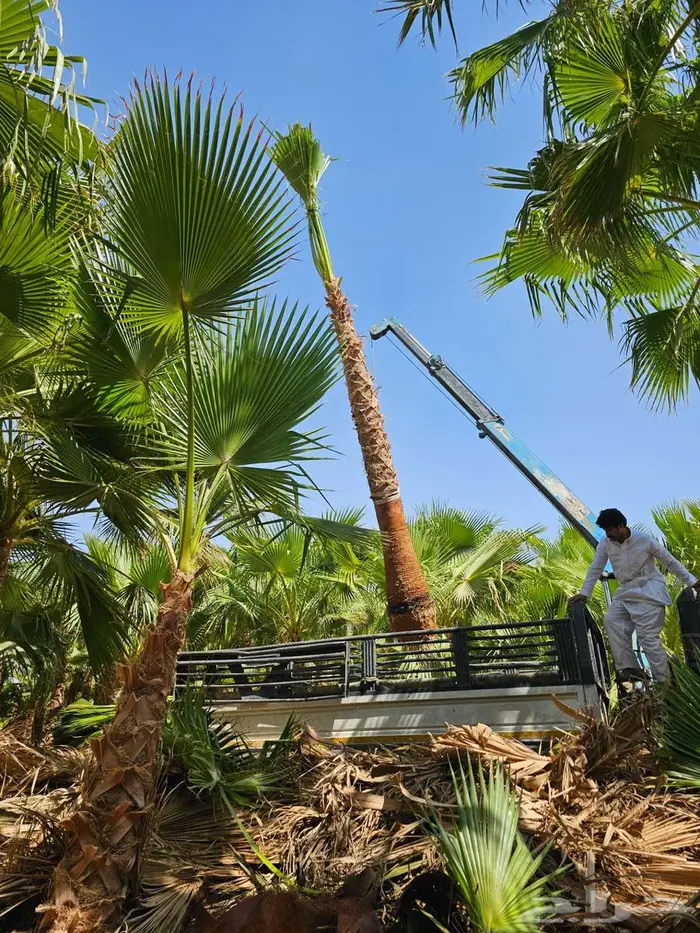 نخل واشنطني 7