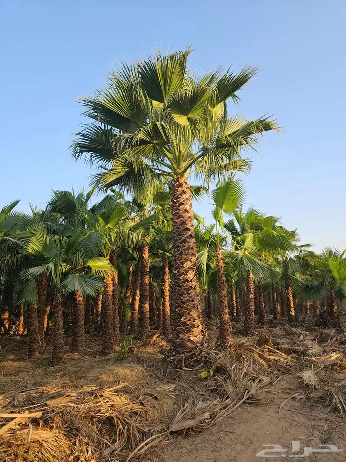 نخل واشنطني 4