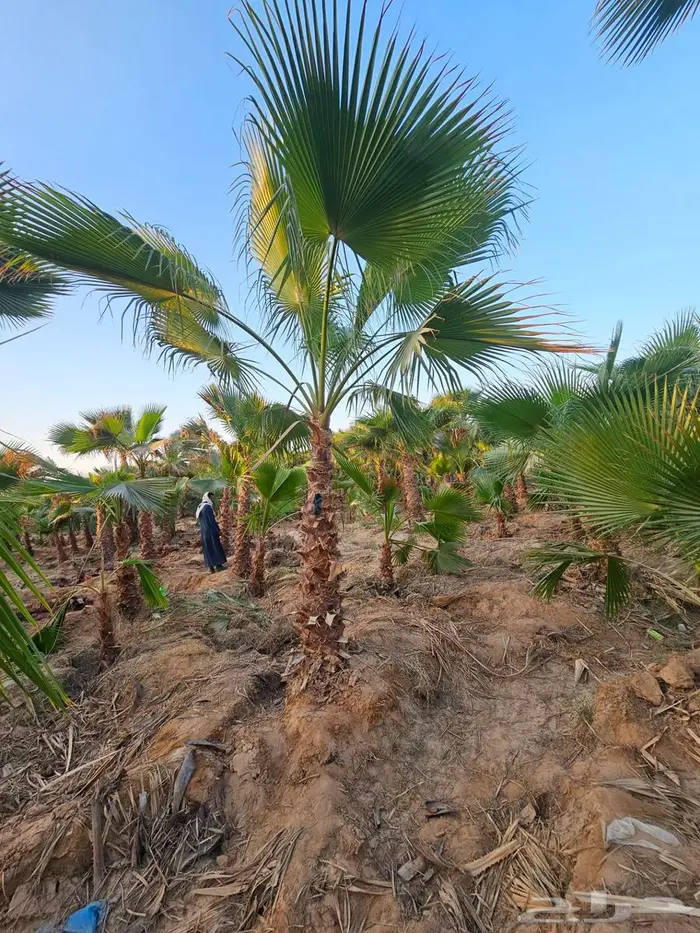 نخل واشنطني 5