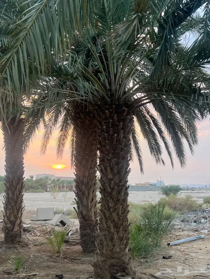 ذكور نخل للبيع بيشة 1