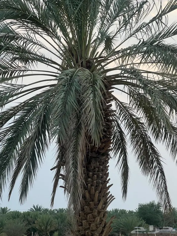 ذكور نخل للبيع بيشة 2