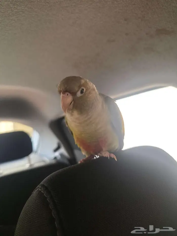 كنيور هدد ومتكلم بسعر مغري جدا 2