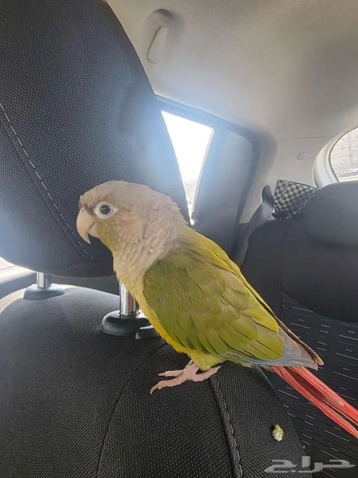 كنيور هدد ومتكلم بسعر مغري جدا 1