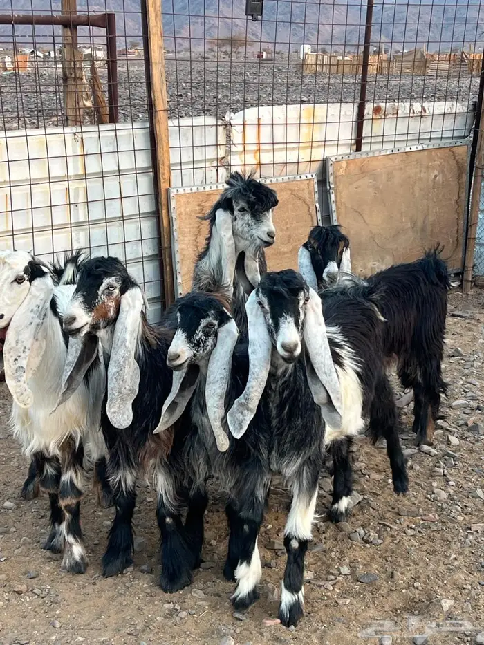 للبيع اجفار عوارض تربيه مع فحلهن 0