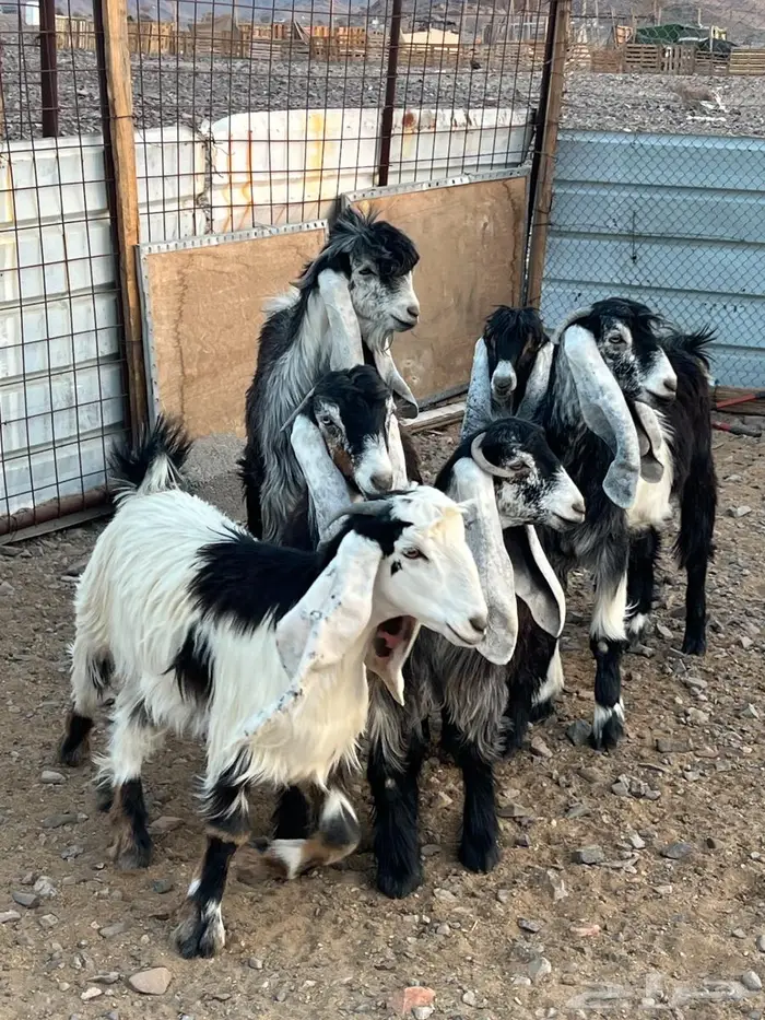 للبيع اجفار عوارض تربيه مع فحلهن 1