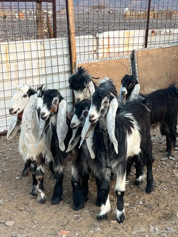 للبيع اجفار عوارض تربيه مع فحلهن 2