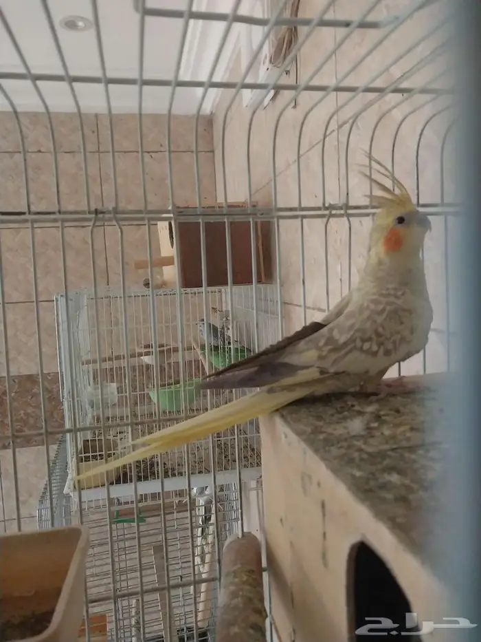 جوز كروان وانثى 0