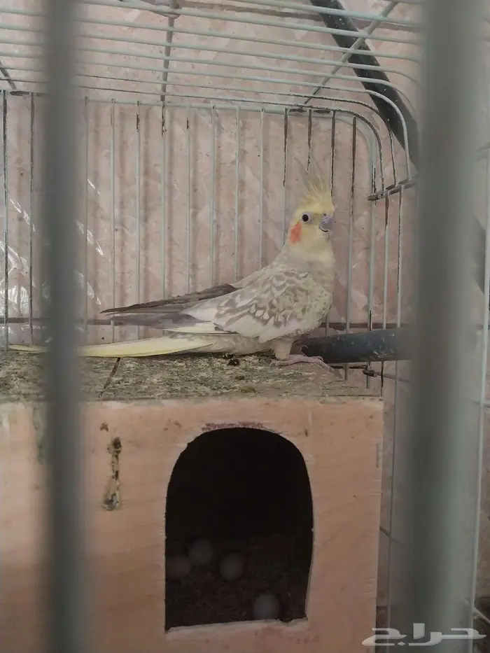 جوز كروان وانثى 1