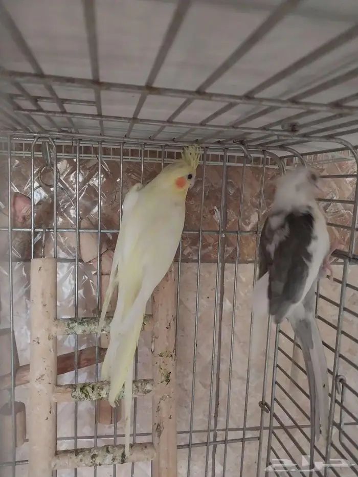 جوز كروان وانثى 2