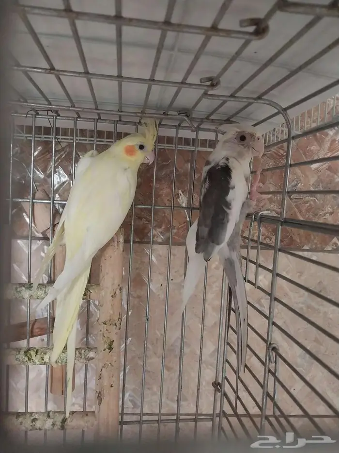 جوز كروان وانثى 3