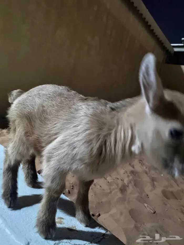 ماعز قزمي أنثى 2