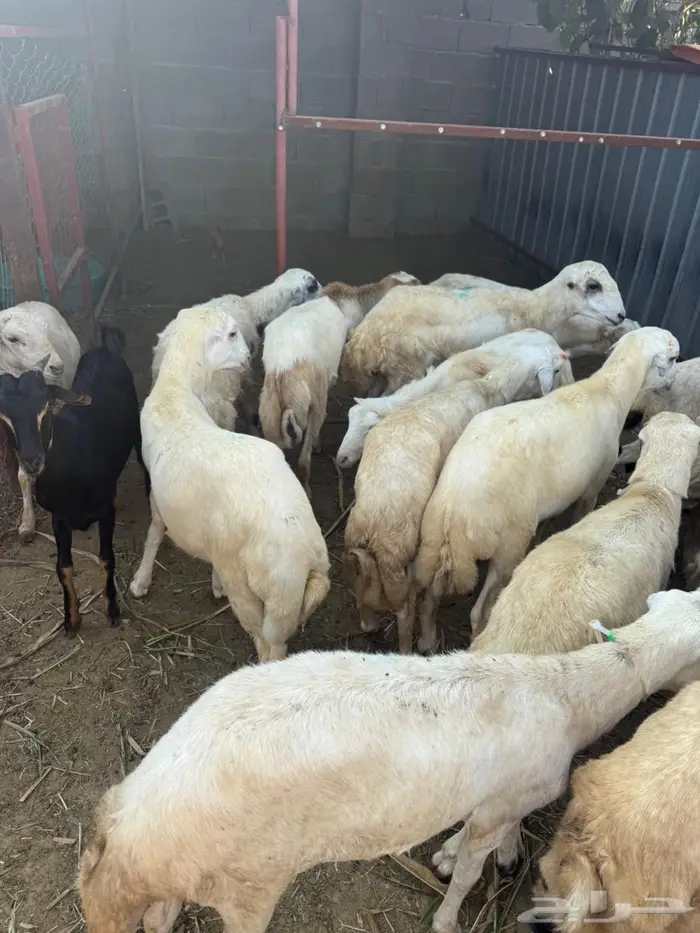 خرفان بلدي ذبايح 3