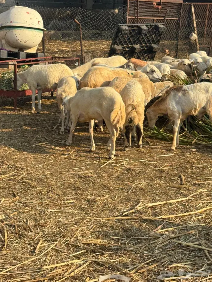 خرفان بلدي ذبايح 1