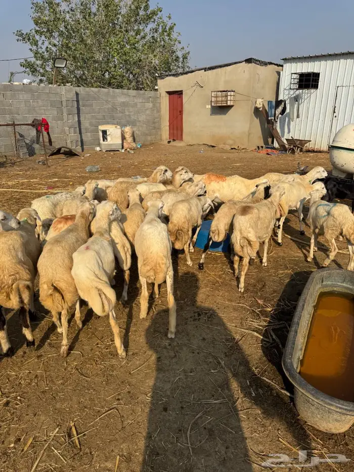 خرفان بلدي ذبايح 4