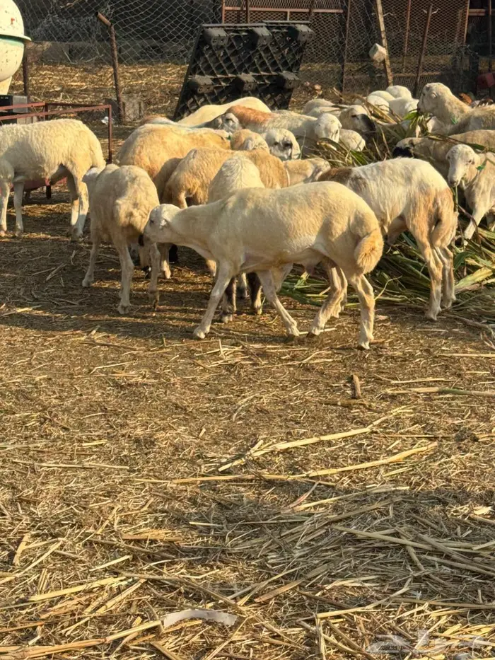 خرفان بلدي ذبايح 0