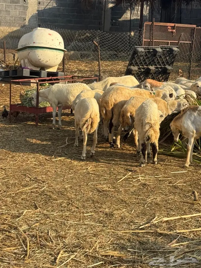 خرفان بلدي ذبايح 2