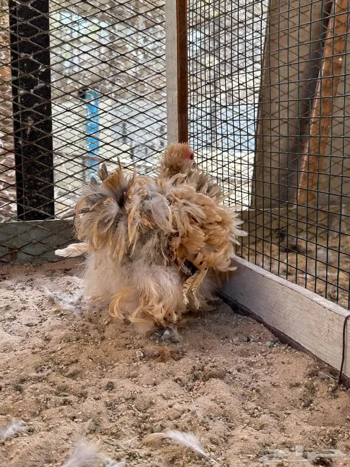 للبيع دجاج كوشن ملفوف 1