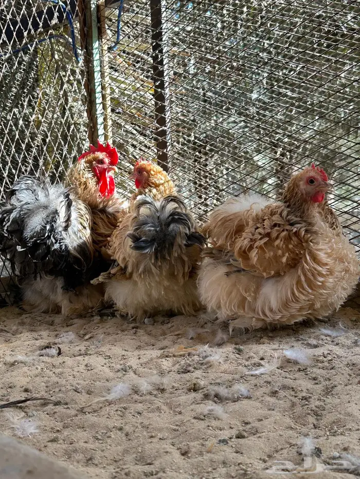 للبيع دجاج كوشن ملفوف 2