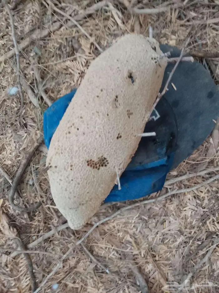 عسل بري حر جديد الكيلو ب((100 فقط)) 1