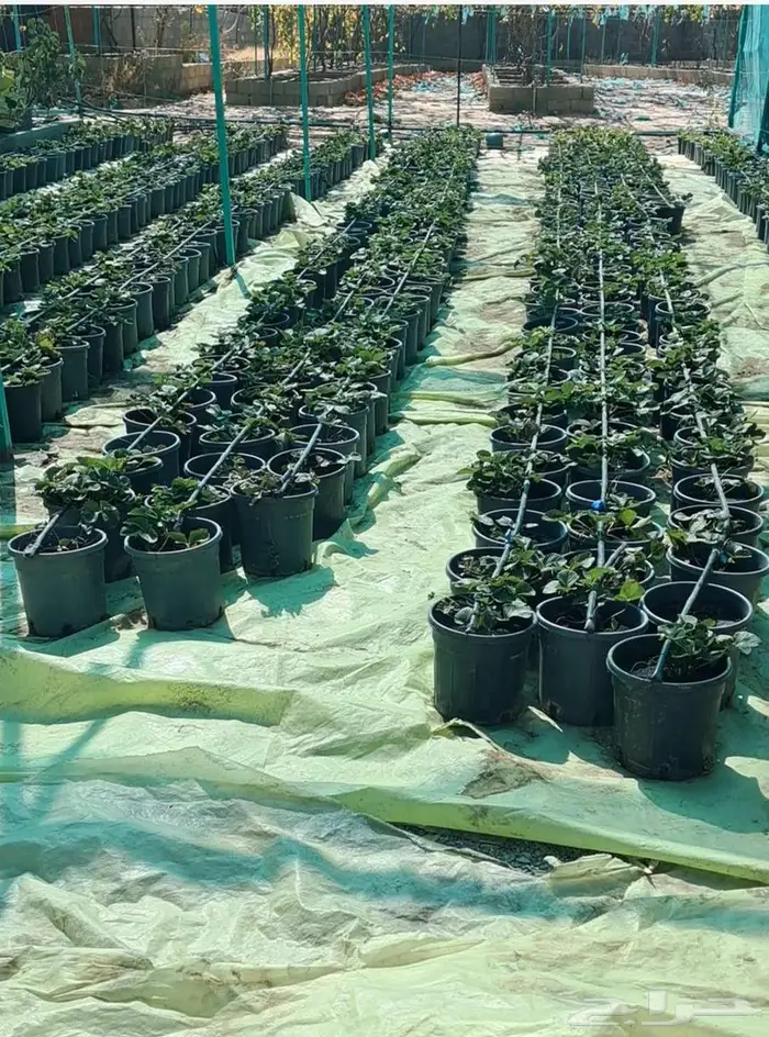 مزرعه للايجار 2