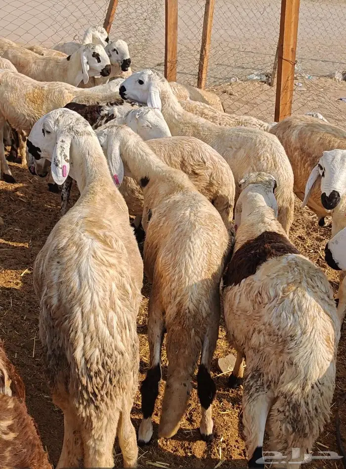 عرض ذبايح أنظف لحم بأفضل سعر 8