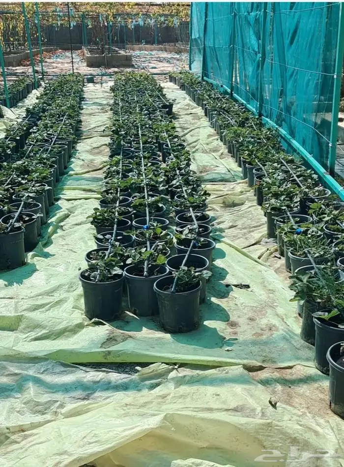 مزرعه للايجار 3