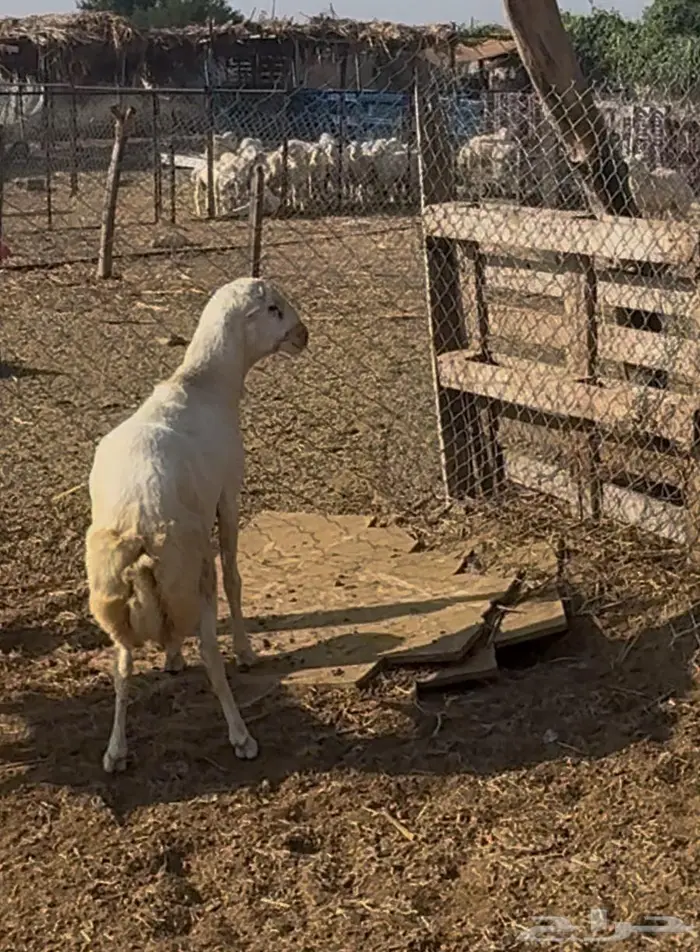 مشاريع فحولة 1