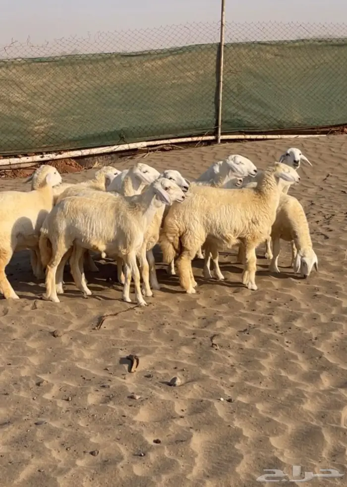 تم البيع رخال مقاني طيبات 5