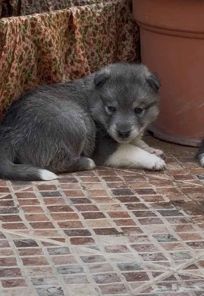 جراء هاسكي صغار للبيع 7