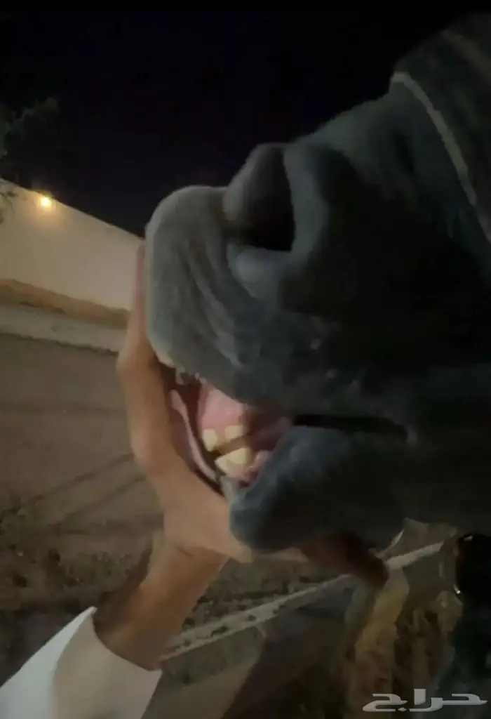 مهرة واهو دماء جمال 1