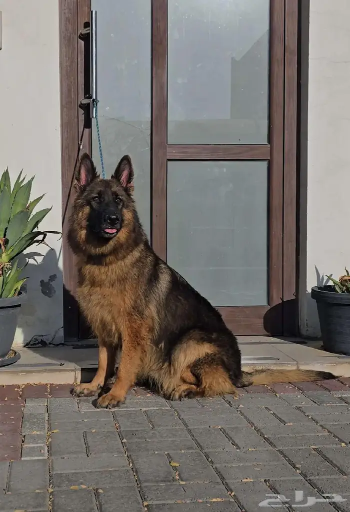 كلاب جيرمن شيبرد 2