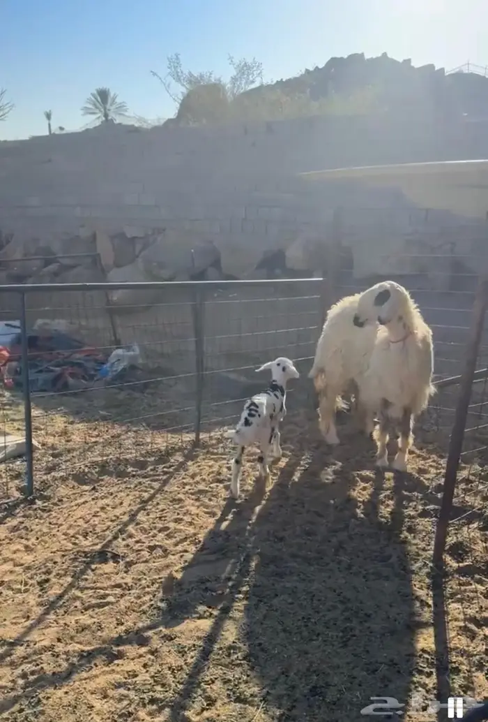 جذعه خلفه عيسيه صنف 0