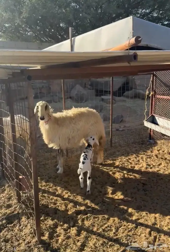 جذعه خلفه عيسيه صنف 2