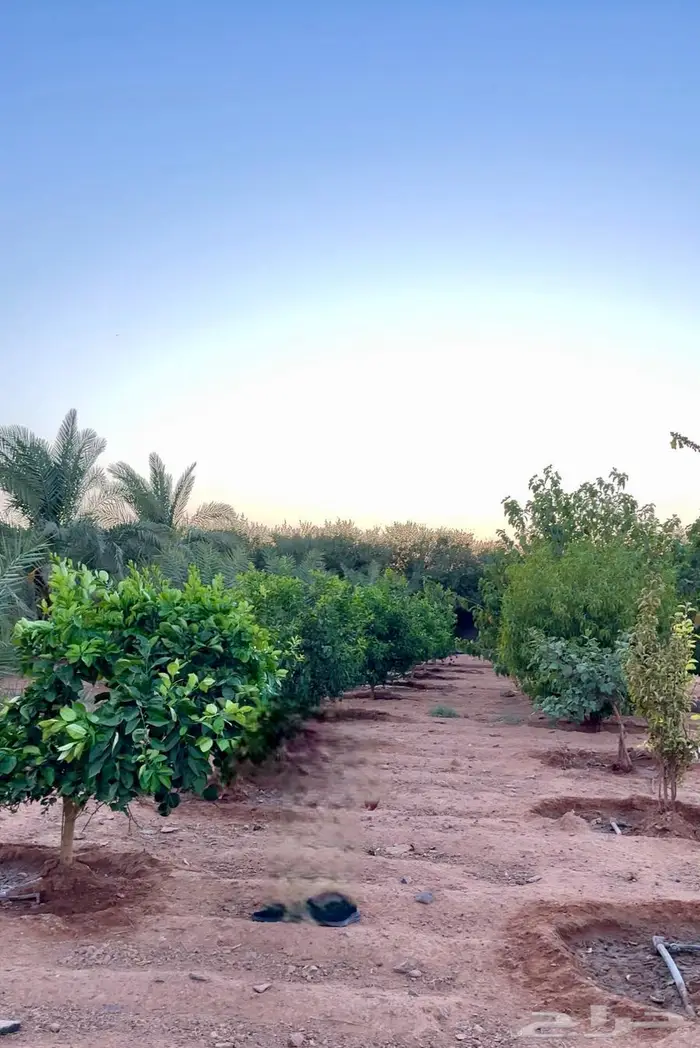 مزرعة للبيع مسوره بالكامل حايل 2