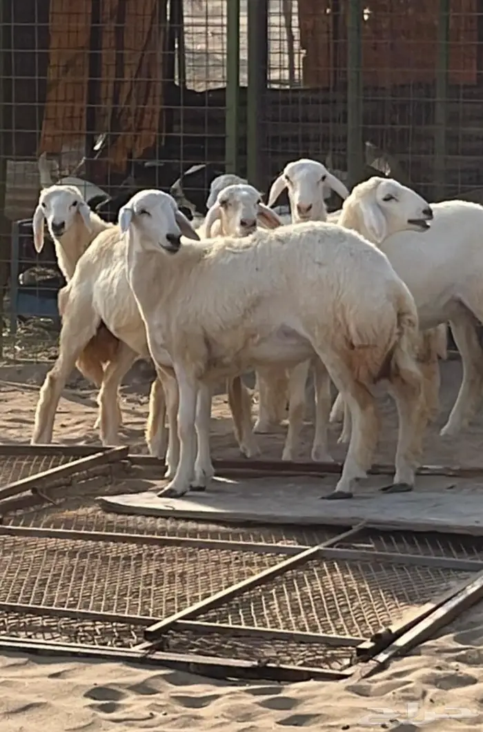 تم البيع رخال مقاني طيبات 4