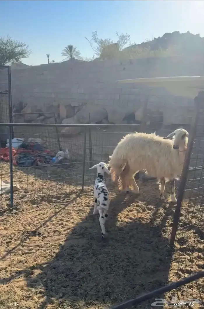 جذعه خلفه عيسيه صنف 1