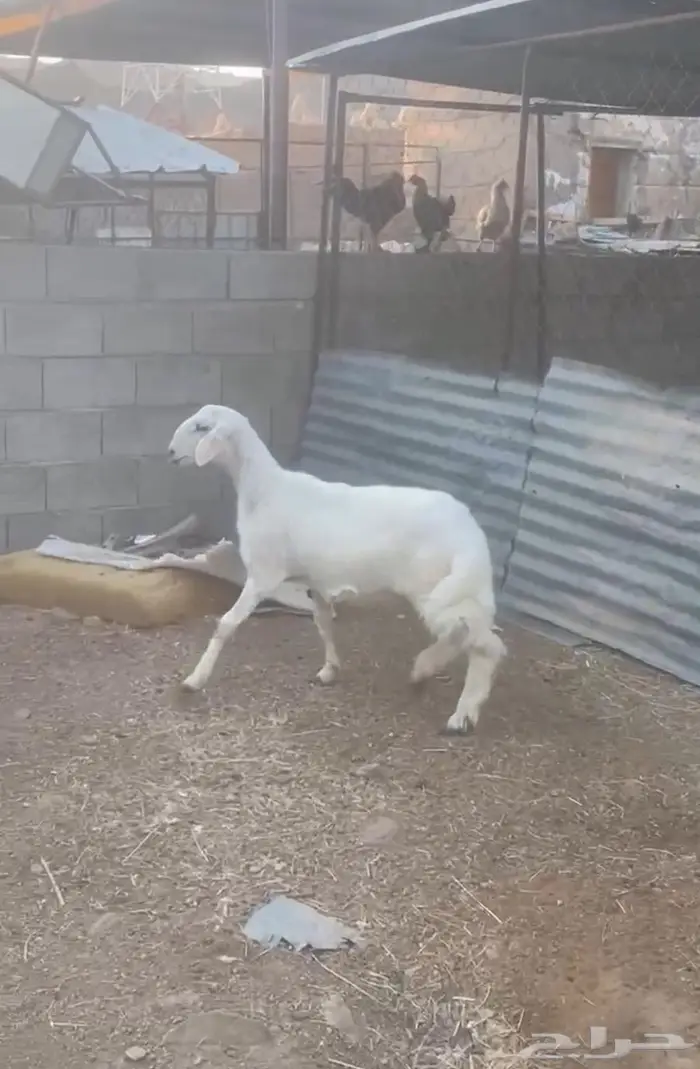 خروف اصفر ظهره فل ومشروط وتغذية نظيفة 0