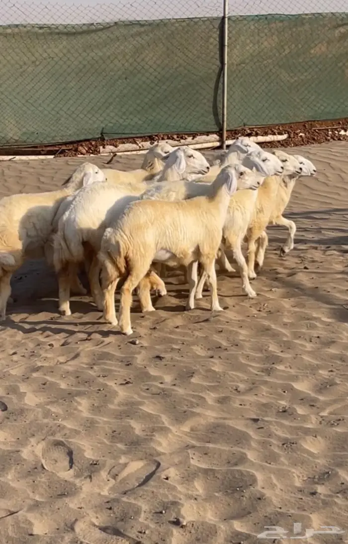 تم البيع رخال مقاني طيبات 1