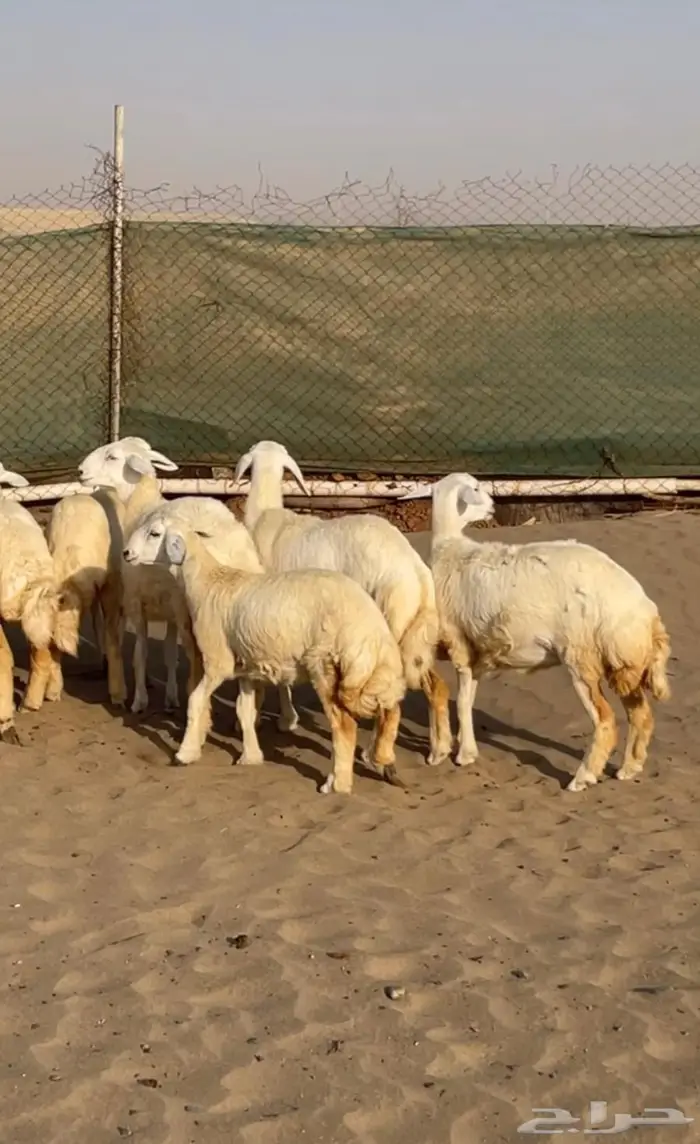 تم البيع رخال مقاني طيبات 0